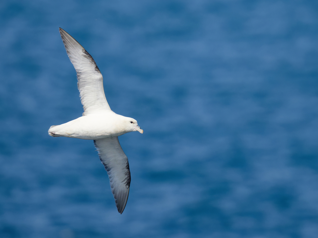 Fulmar